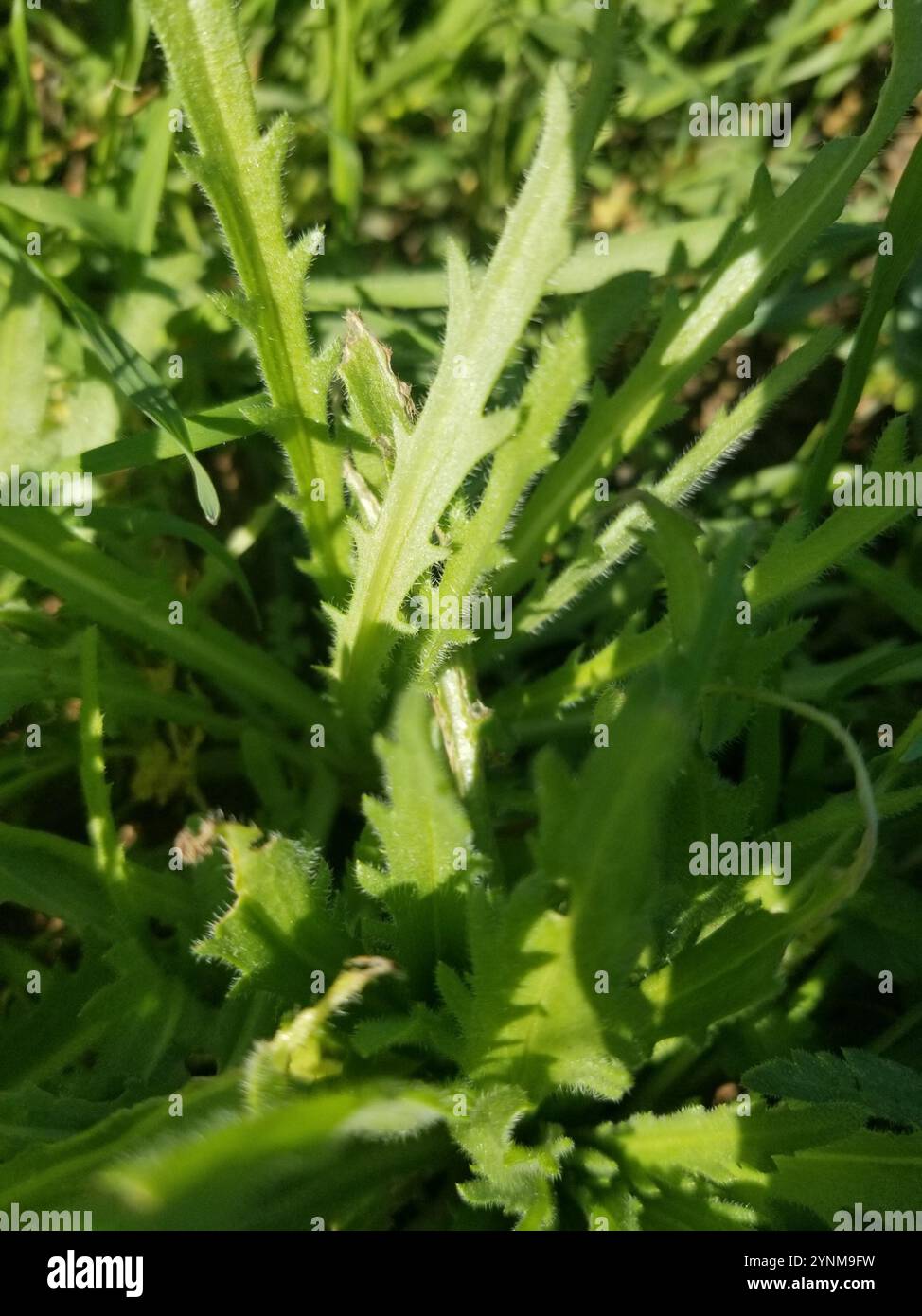 tidy tips (Layia platyglossa Stock Photo - Alamy