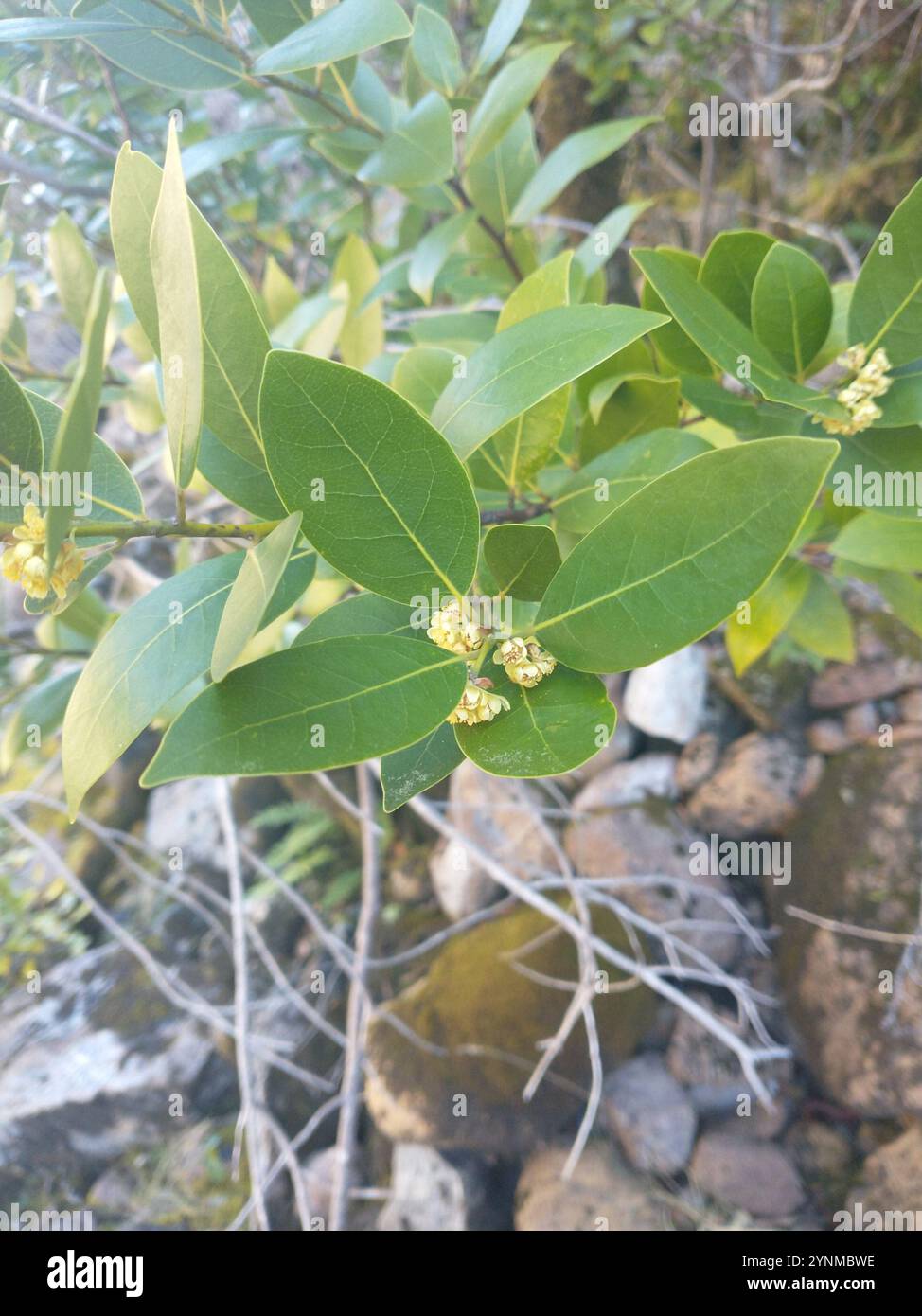California bay (Umbellularia californica Stock Photo - Alamy