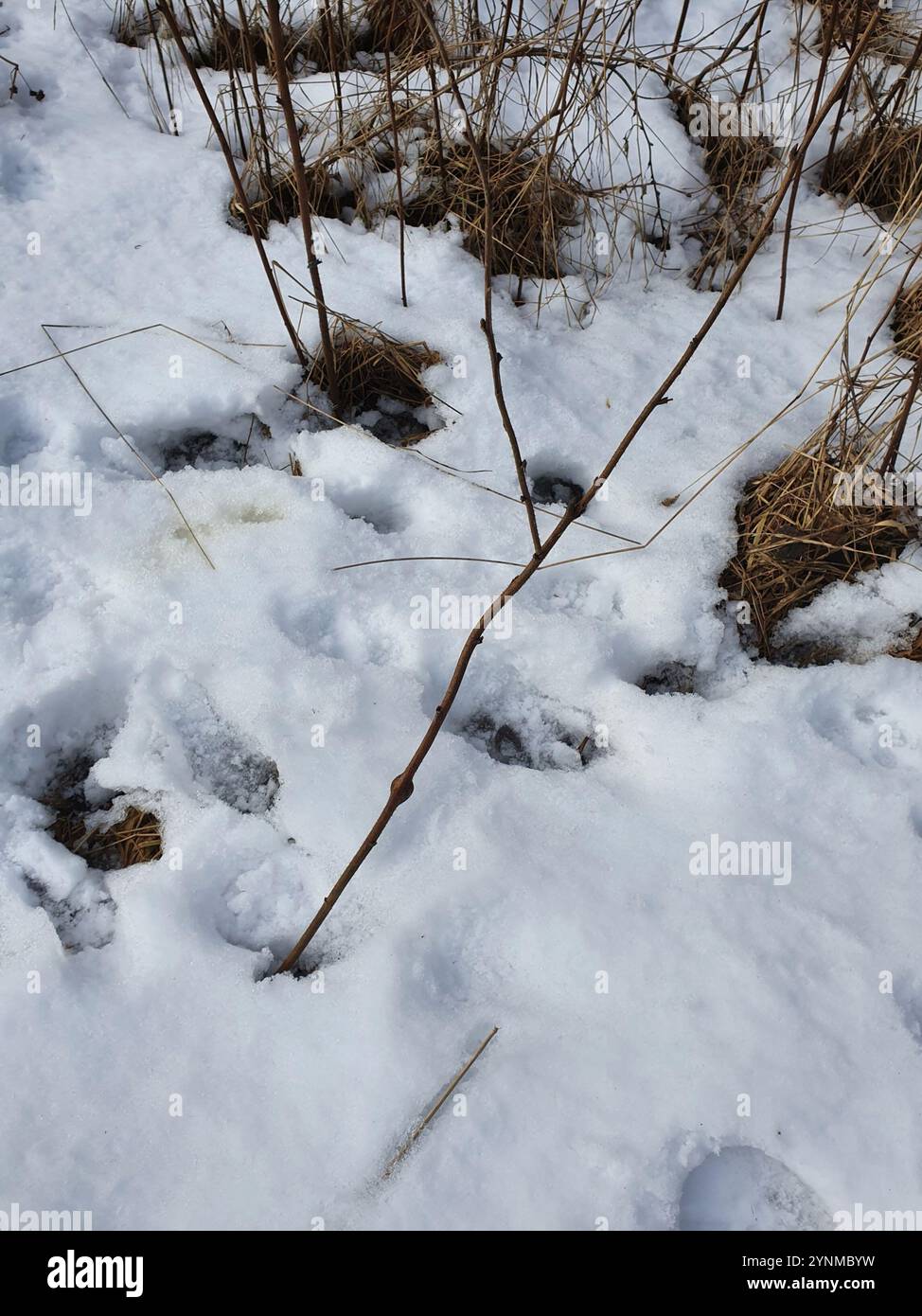 Raspberry gall midge (Lasioptera rubi Stock Photo - Alamy