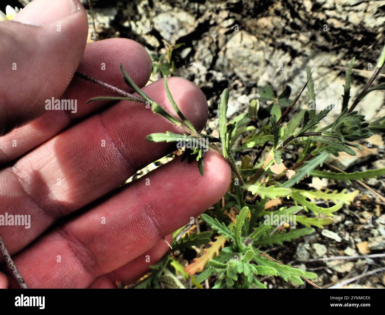 tidy tips (Layia platyglossa Stock Photo - Alamy