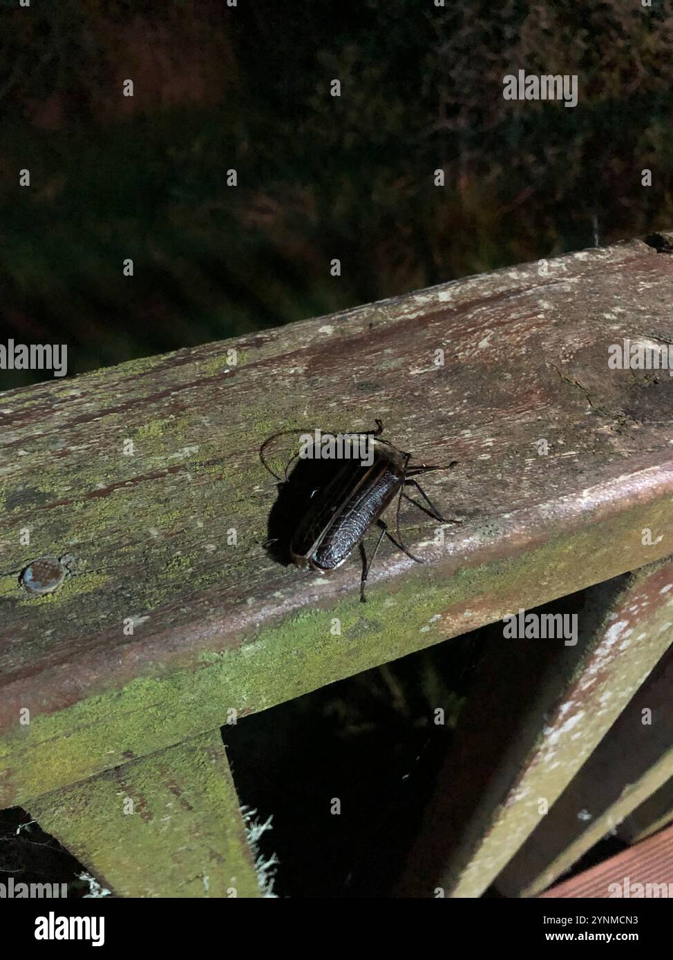 Huhu (Prionoplus reticularis Stock Photo - Alamy