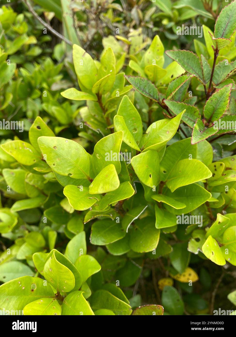 Scarlet rata hi-res stock photography and images - Alamy