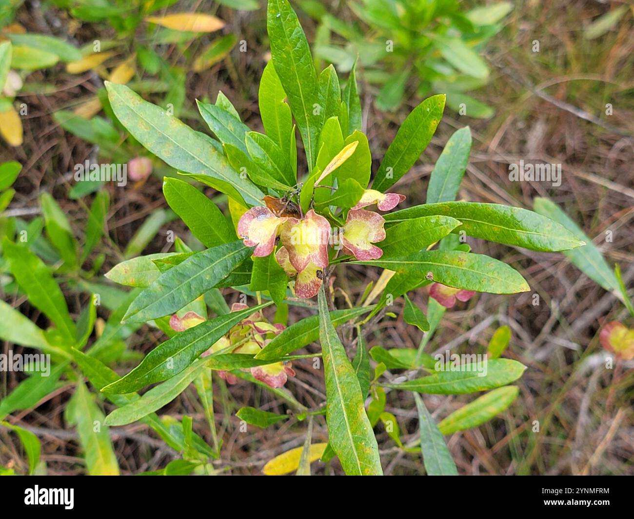 Akeake (Dodonaea viscosa Stock Photo - Alamy