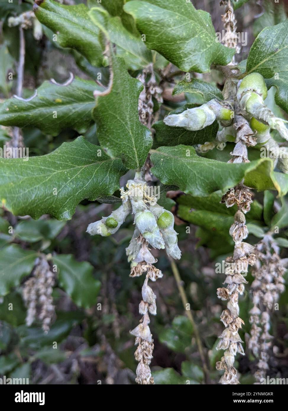 Coast silk tassel (Garrya elliptica) Stock Photo
