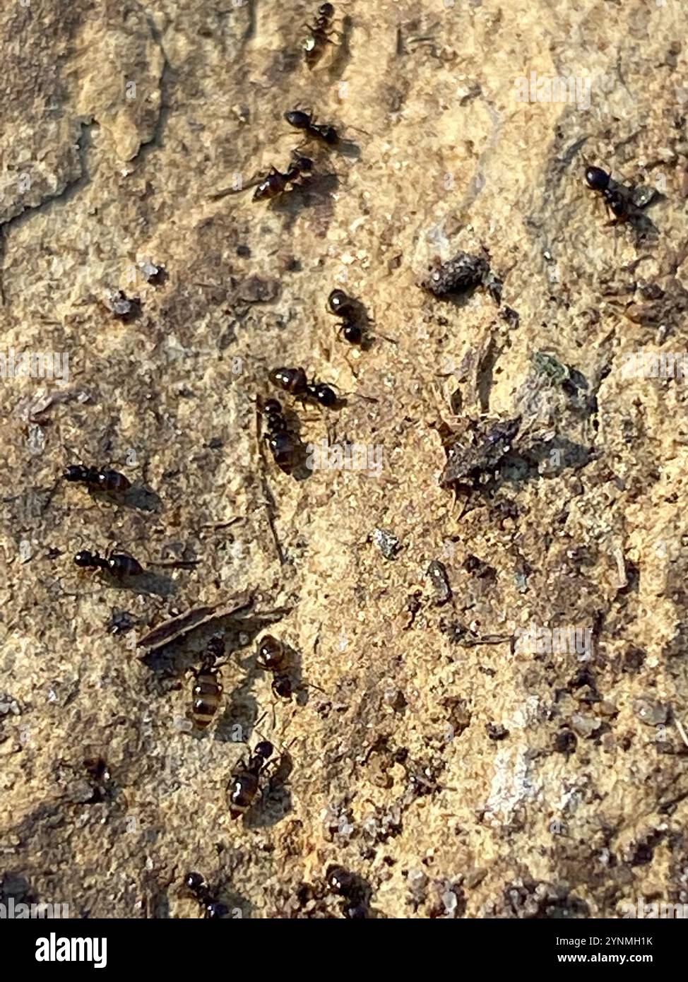 Dark Rover Ant Dark Rover Ant (Brachymyrmex patagonicus Stock Photo - Alamy