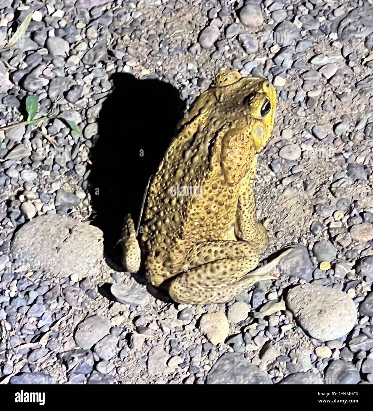 Giant Toad (Rhinella horribilis Stock Photo - Alamy