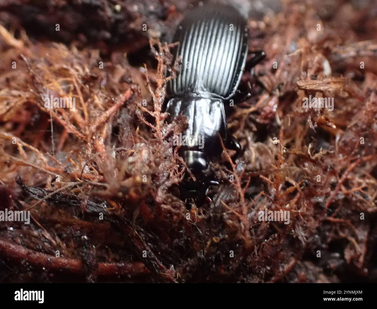 Clock Insect Blackclock Ground Beetles (Pterostichus Stock Photo - Alamy