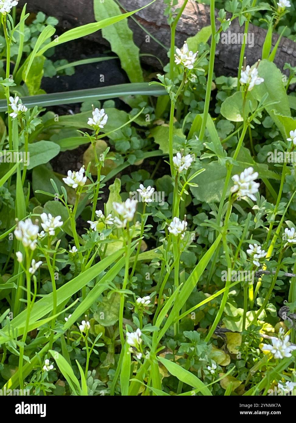 hairy bittercress (Cardamine hirsuta Stock Photo - Alamy