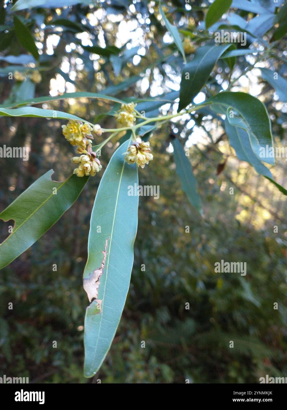 California bay (Umbellularia californica Stock Photo - Alamy