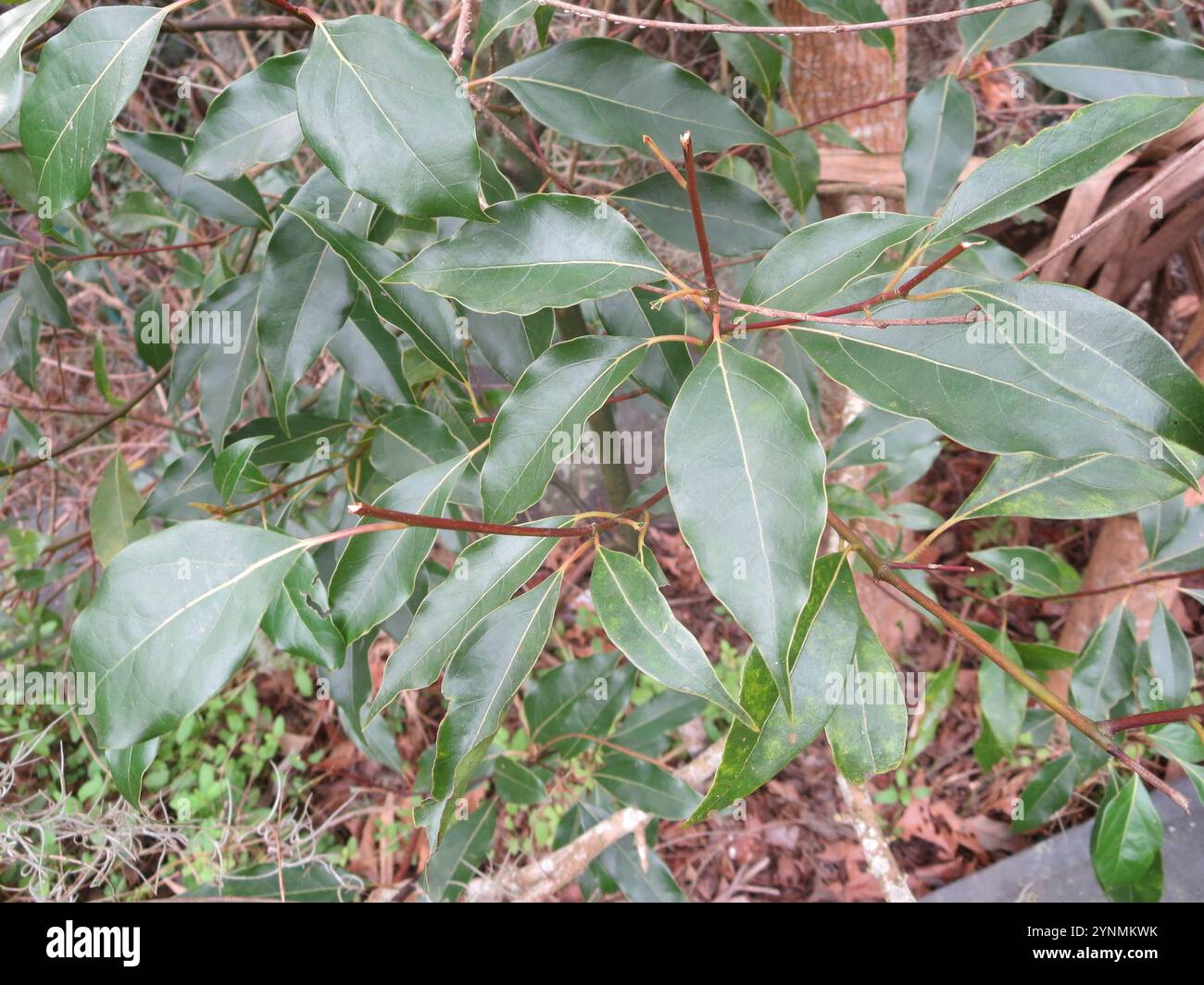Camphor Tree (Cinnamomum camphora Stock Photo - Alamy