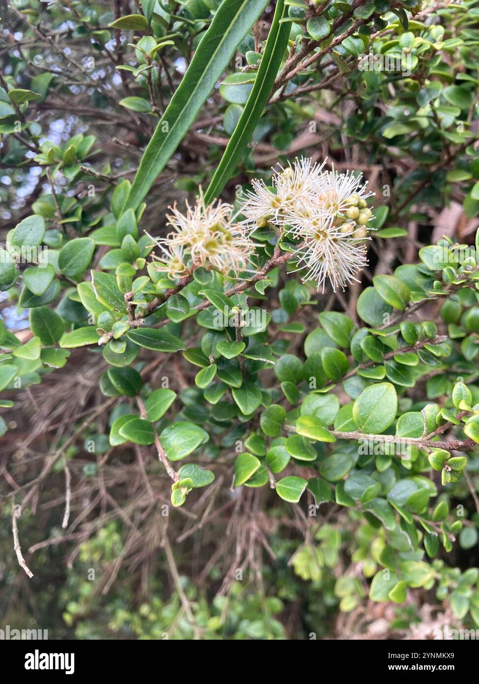 climbing rātā (Metrosideros perforata Stock Photo - Alamy