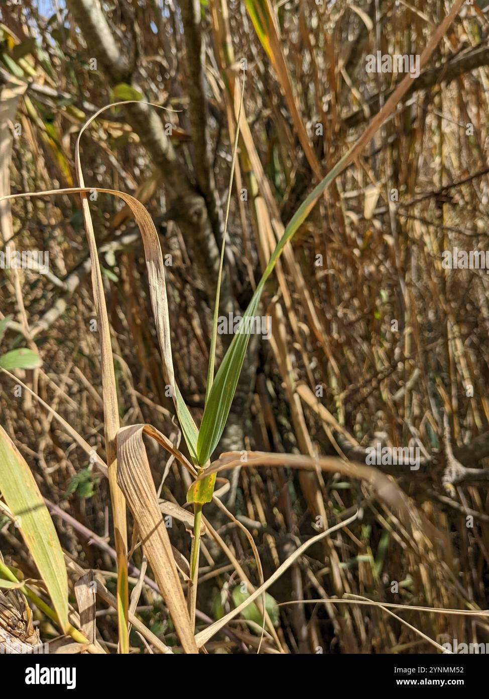 Giant Reed Stock Fodder giant reed (Arundo donax Stock Photo - Alamy