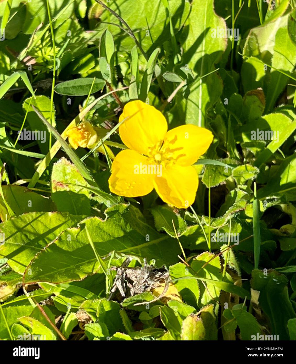 Sun Cup (Taraxia ovata Stock Photo - Alamy