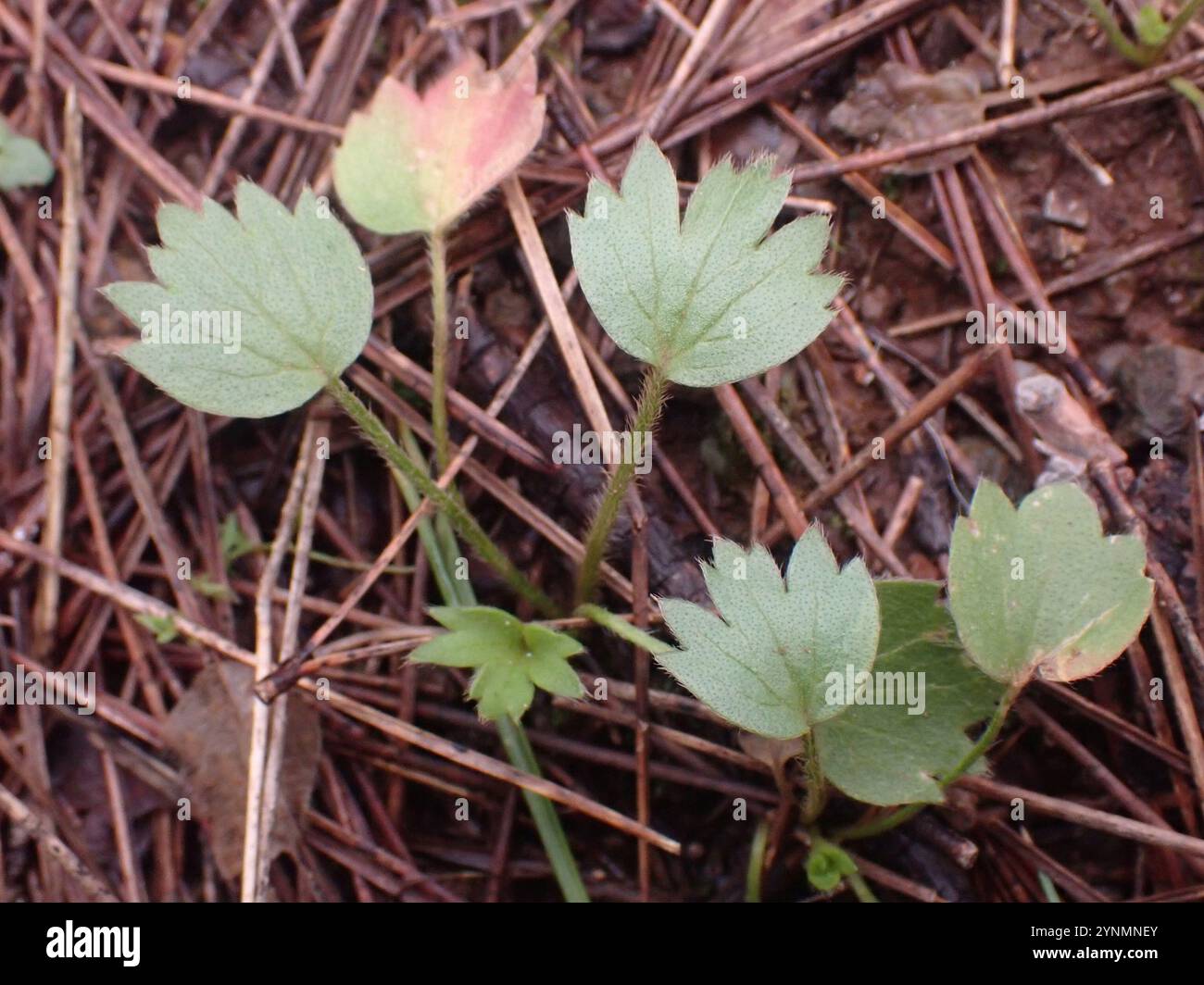 Autumn Buttercup (Ranunculus bullatus Stock Photo - Alamy