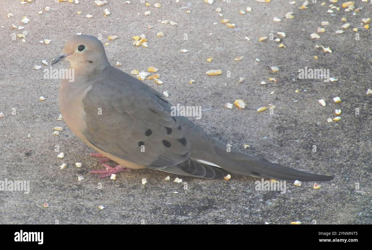 Elizza Top - Mourning Dove