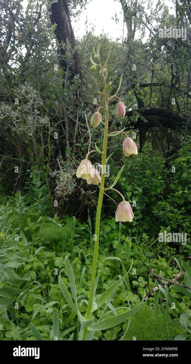 Sand Fritillary (Fritillaria persica) Stock Photo