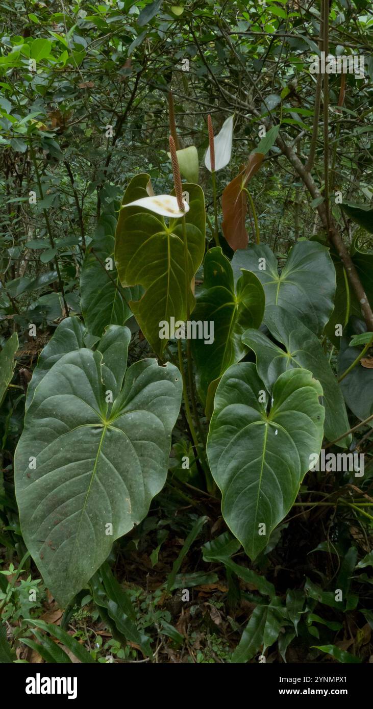 Anthurium nymphaeifolium hi-res stock photography and images - Alamy