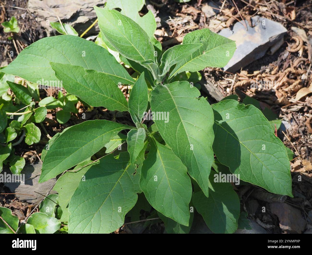 Bugweed hi-res stock photography and images - Alamy