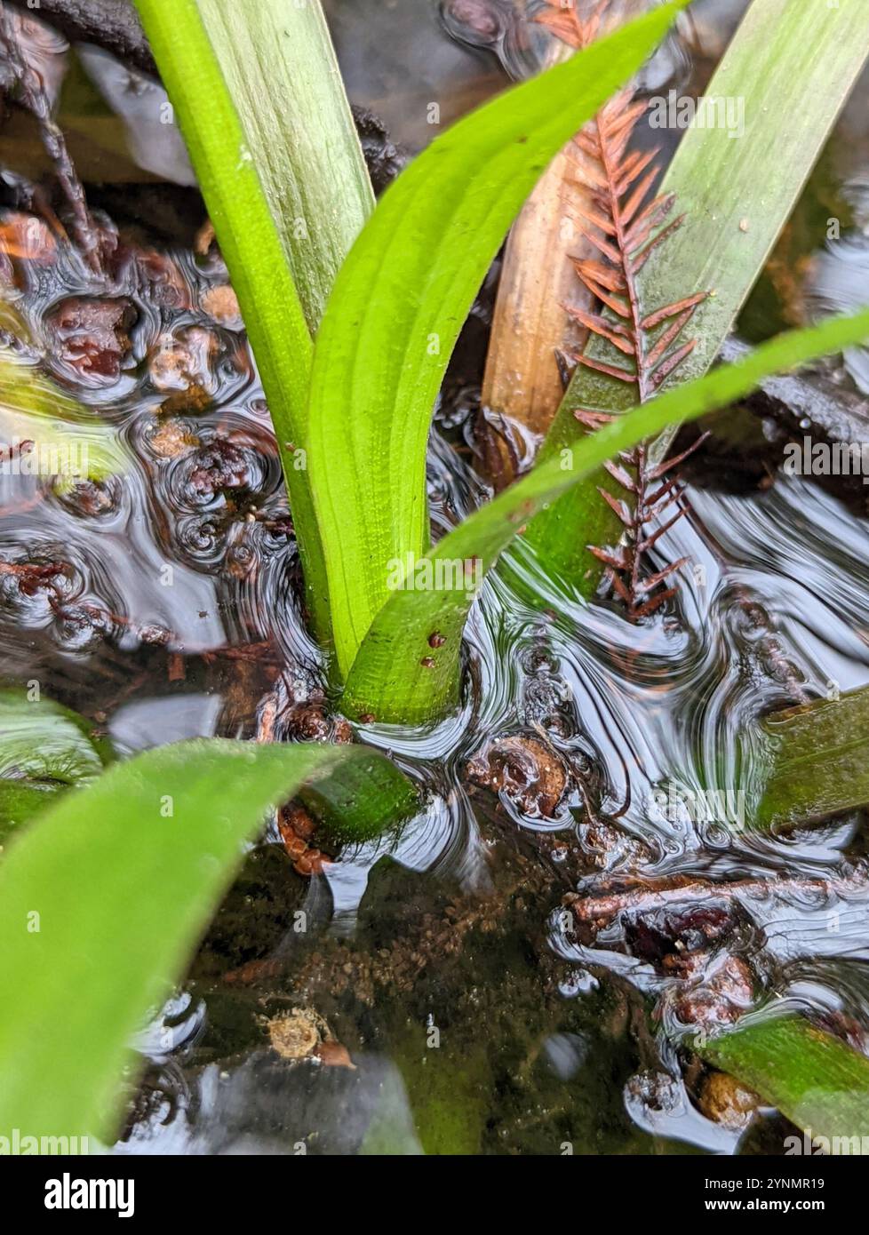 Chapman's Arrowhead (Sagittaria chapmanii) Stock Photo