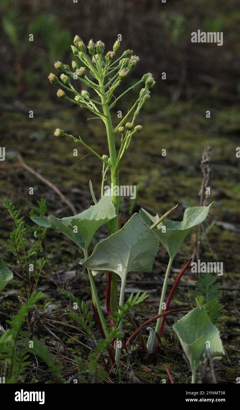 woolly-butterbur-petasites-spurius-stock-photo-alamy