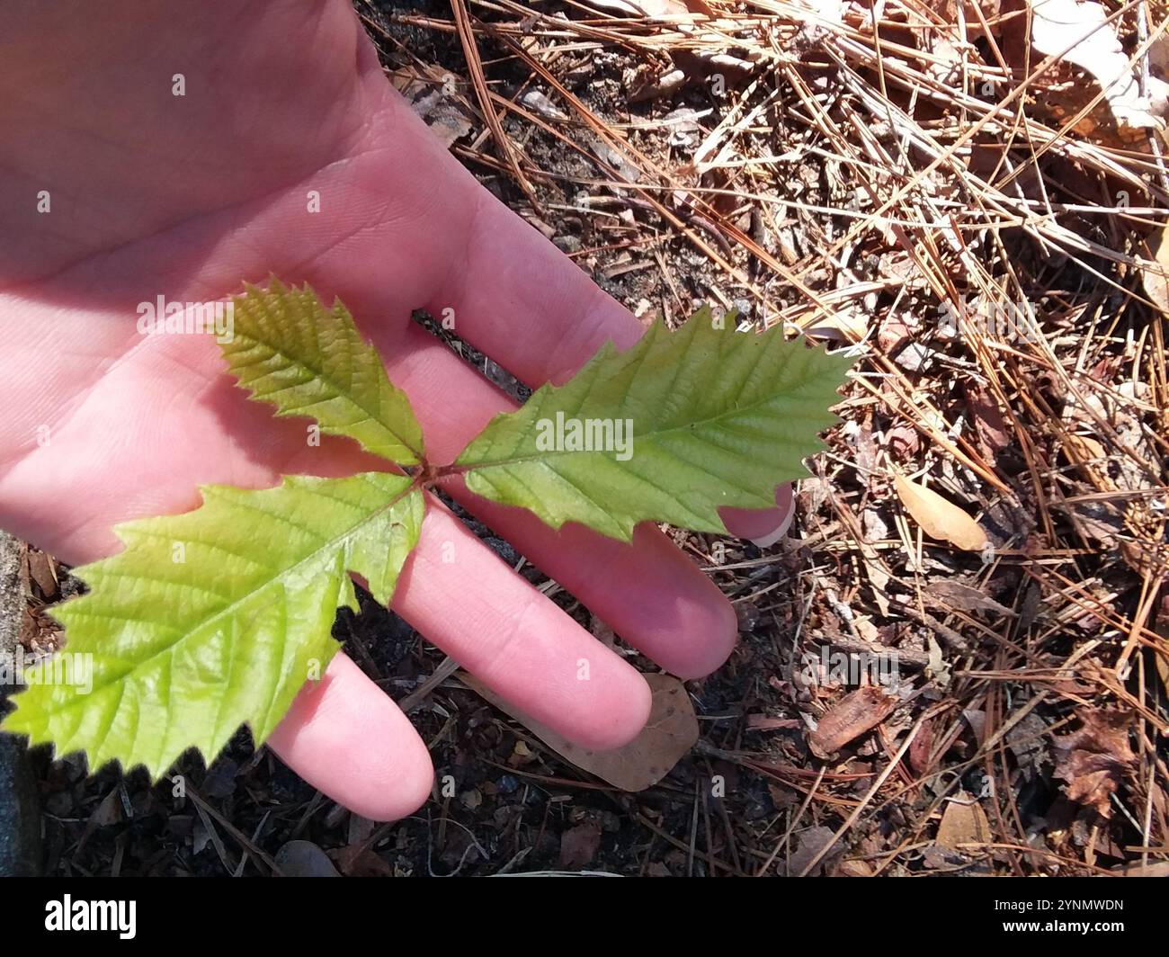 swamp chestnut oak (Quercus michauxii Stock Photo - Alamy