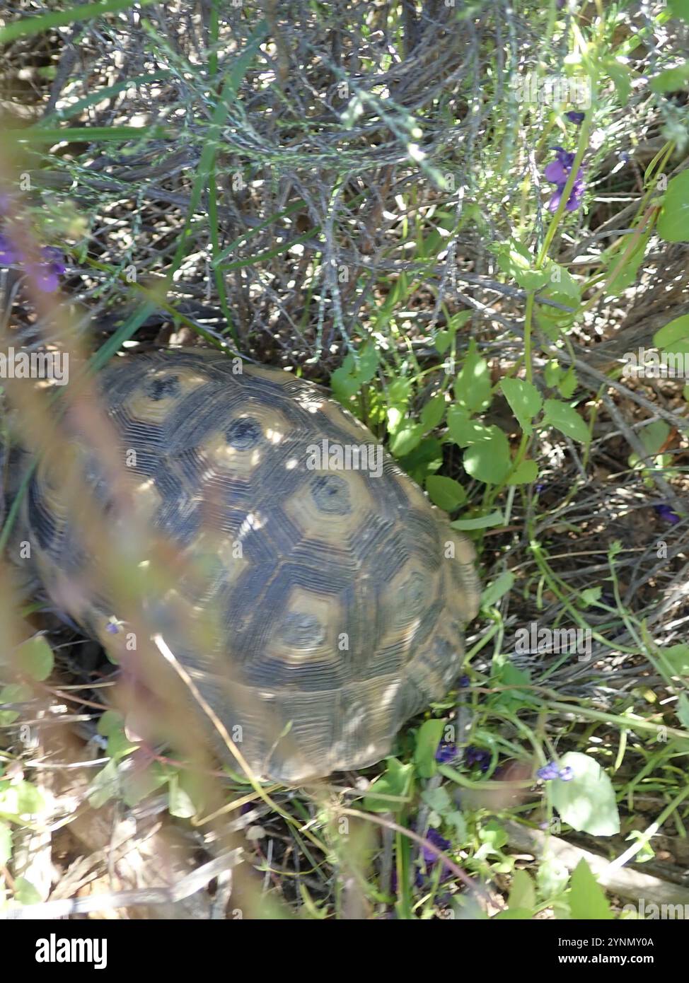 Angulate Tortoise (Chersina angulata Stock Photo - Alamy