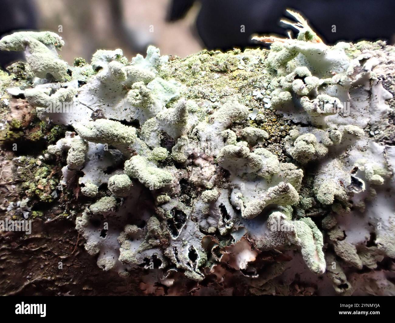 Powdered Loop Lichen (Hypotrachyna revoluta Stock Photo - Alamy