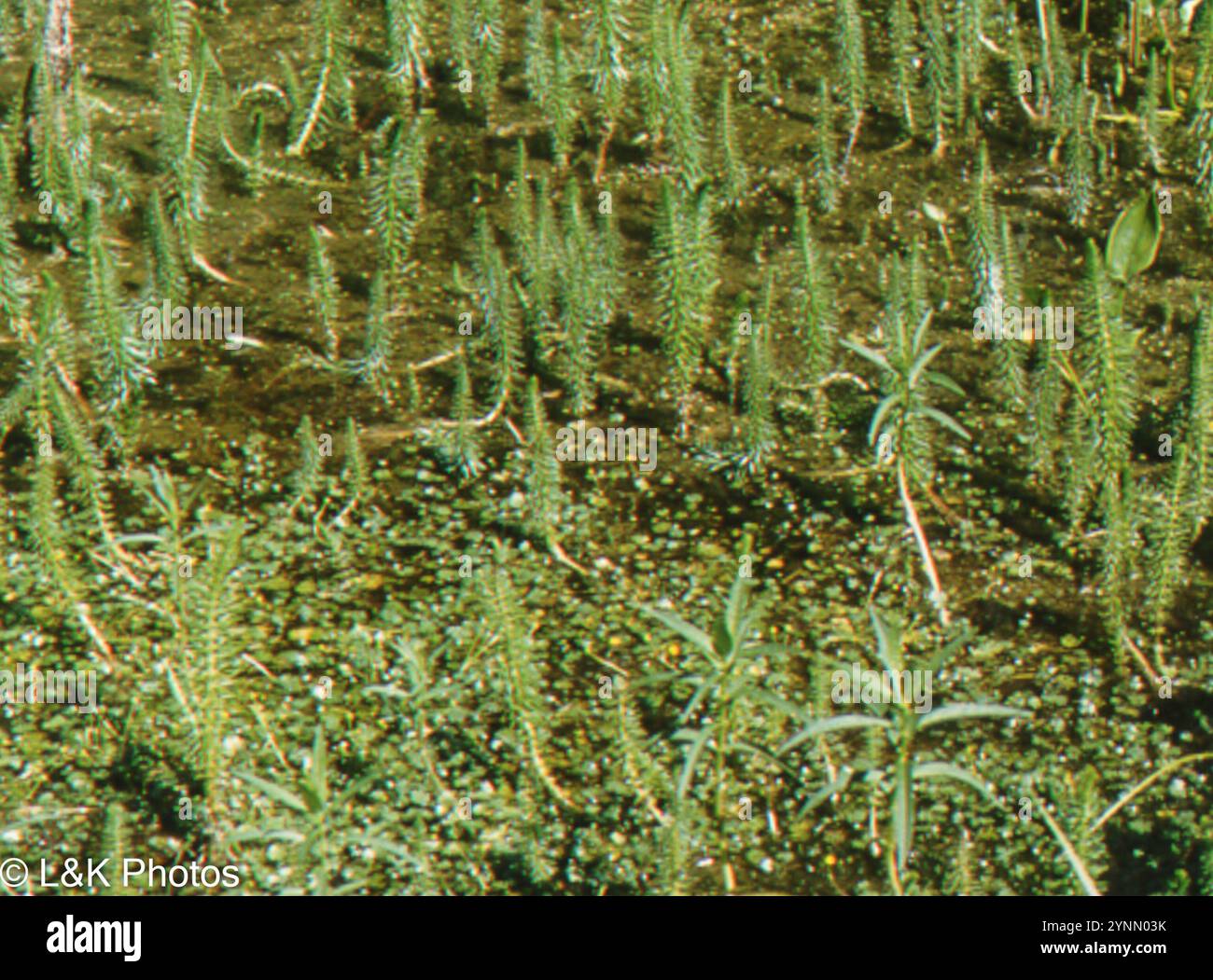 Mares Tail Or Hippuris Vulgaris Plant In Zurich In Switzerland Stock Photo - Image Of Plant - 10