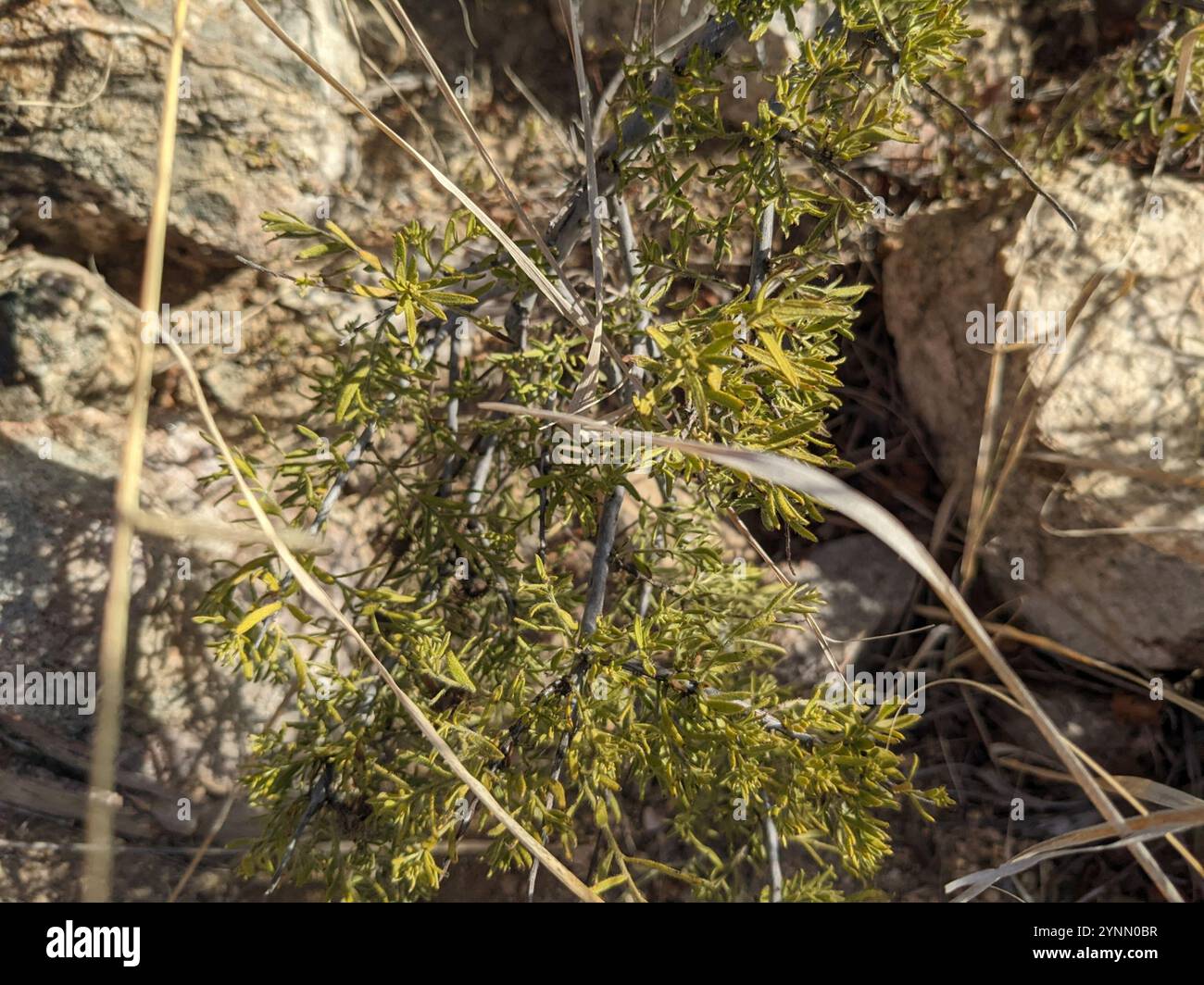 Rhatany Littleleaf rhatany hi-res stock photography and images - Alamy