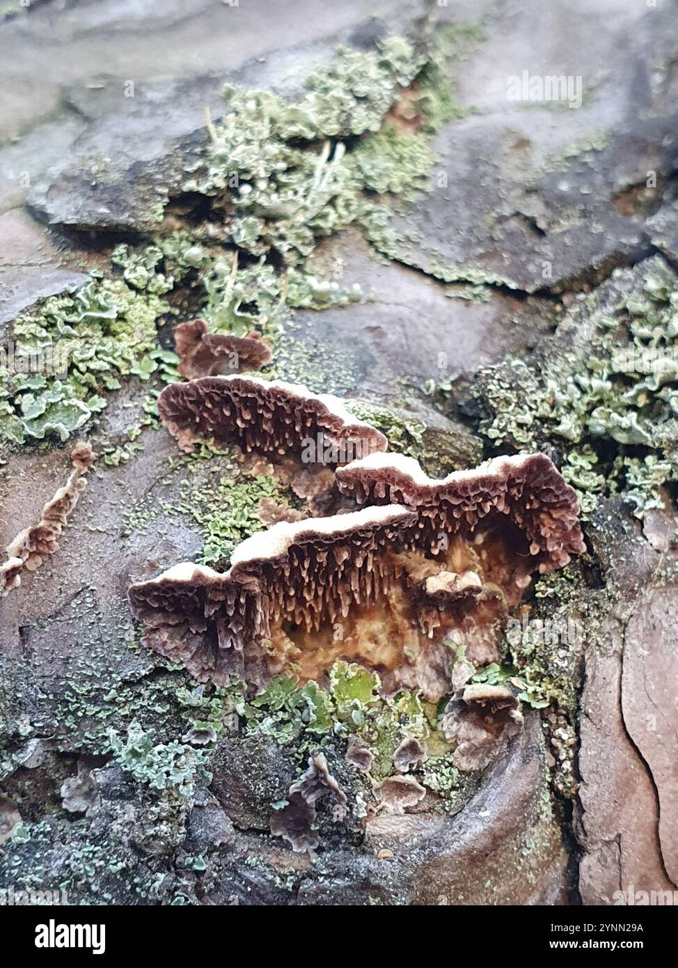 Brown Purplepore Bracket (Trichaptum fuscoviolaceum) Fungi Stock