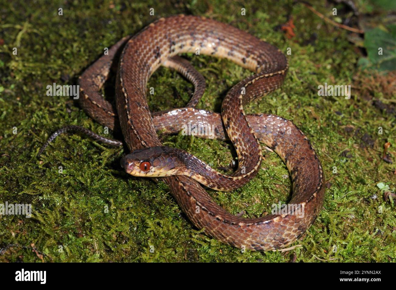 Asian Slug Snake (Asthenodipsas vertebralis Stock Photo - Alamy