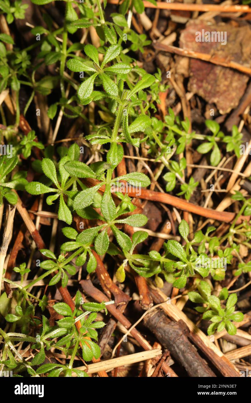 catchweed bedstraw (Galium aparine Stock Photo - Alamy