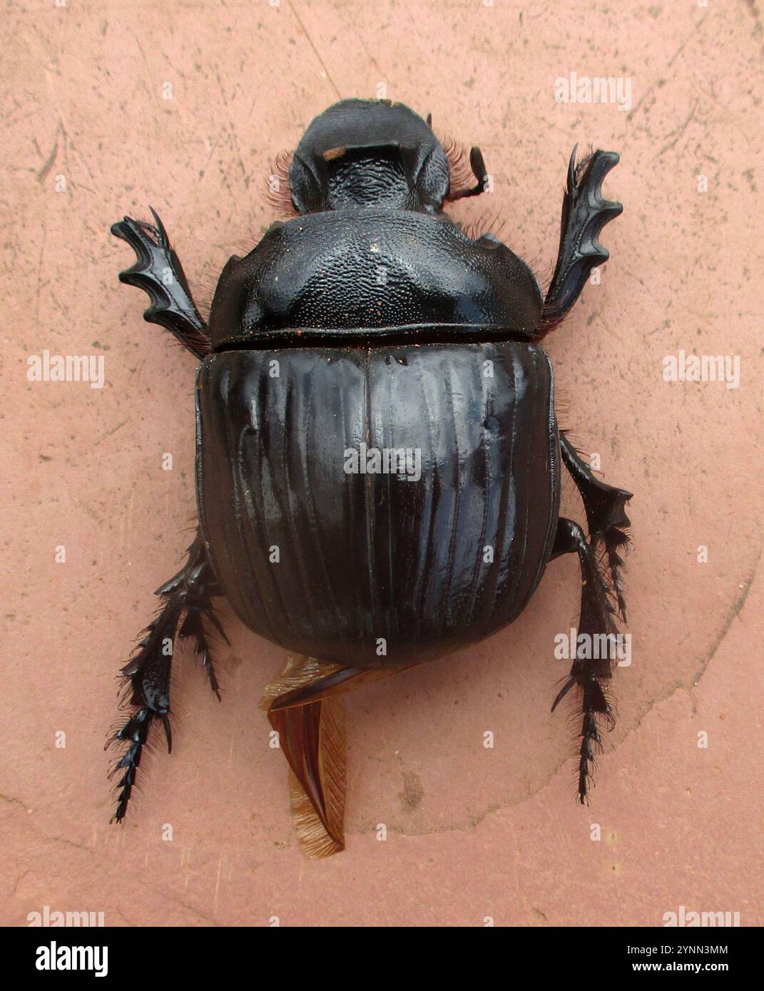 Heliocopris hi-res stock photography and images - Alamy