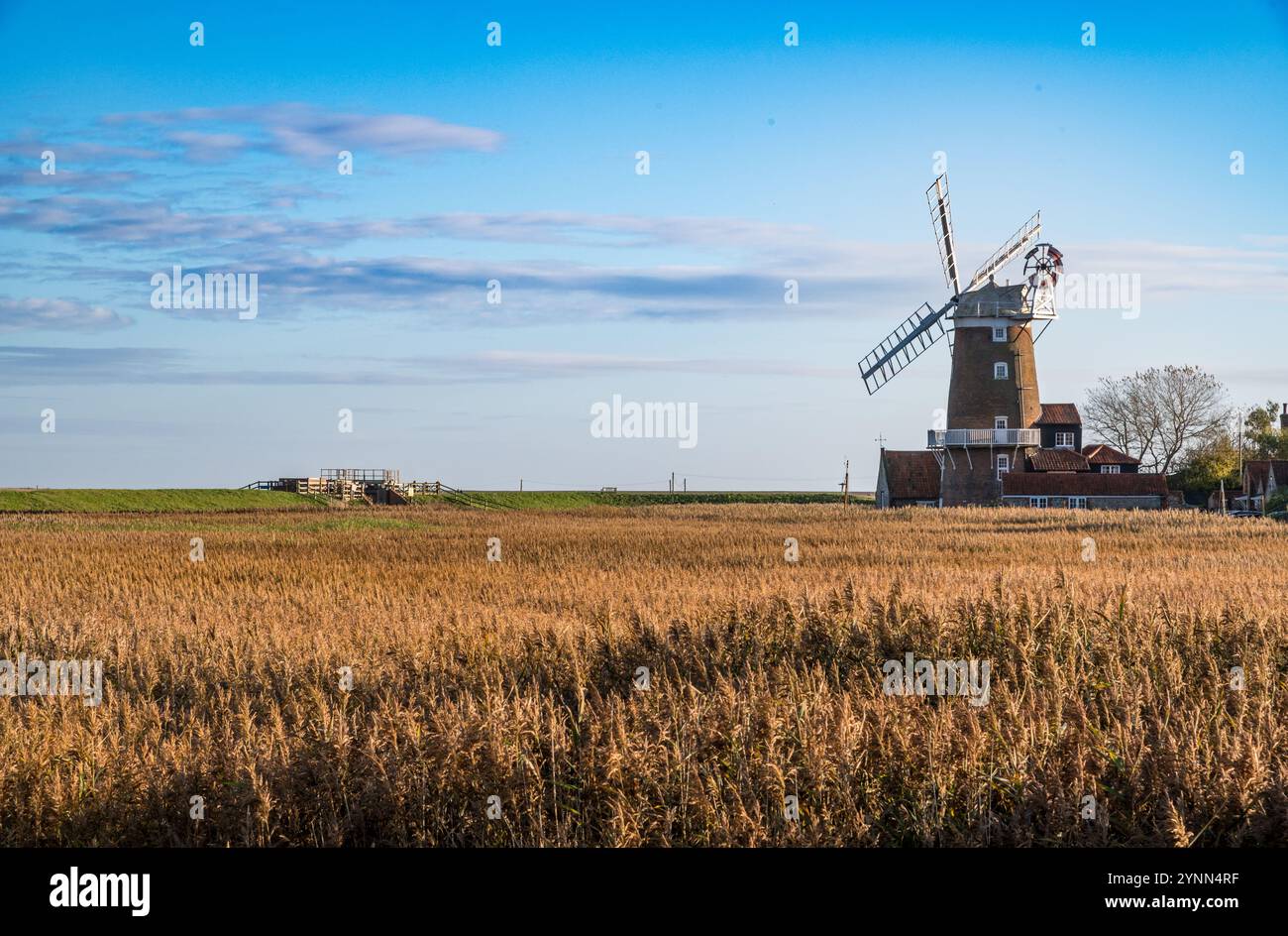 Cley mill and reed beds Stock Photo