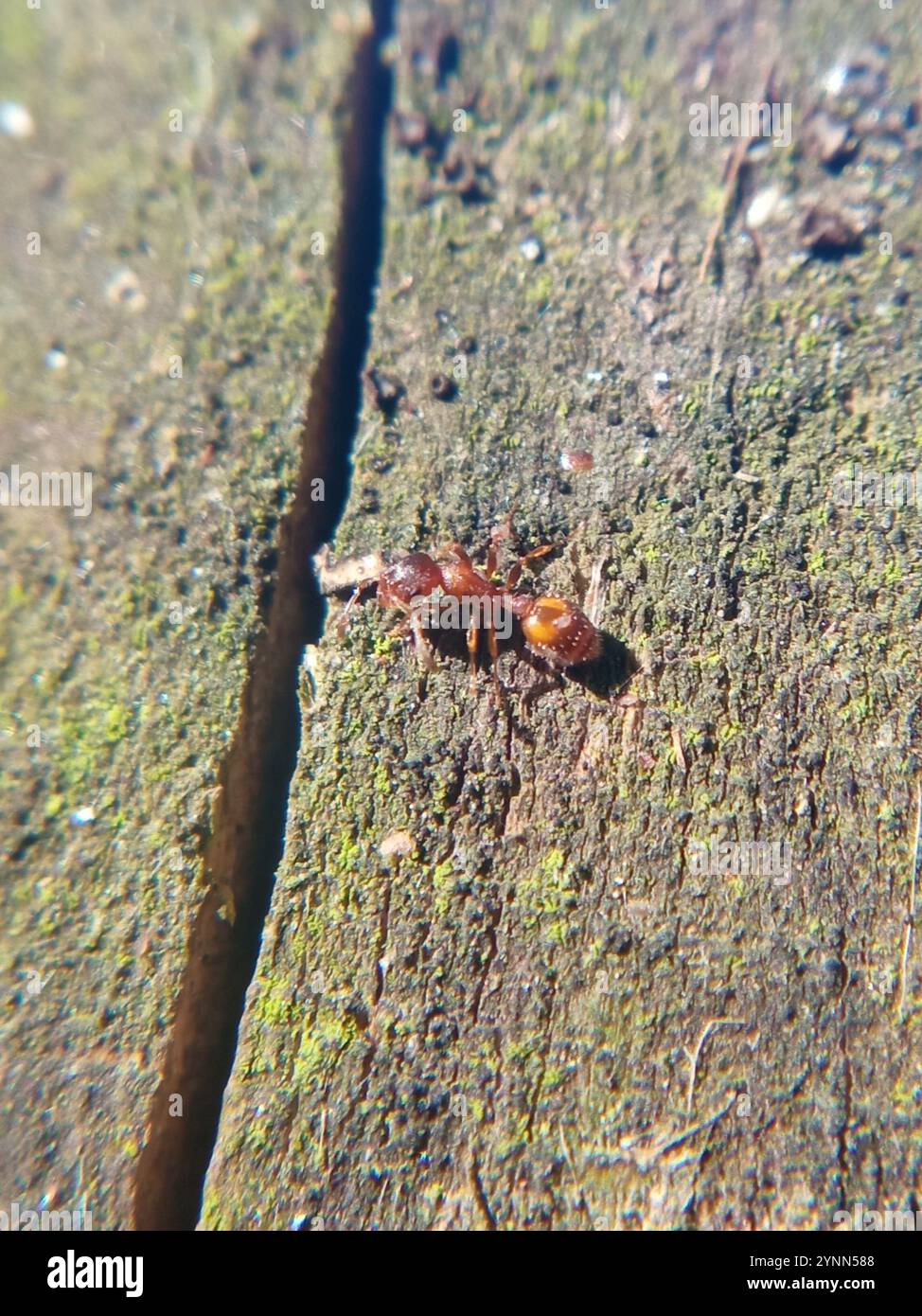 Acorn Ants and Allies (Temnothorax) Stock Photo