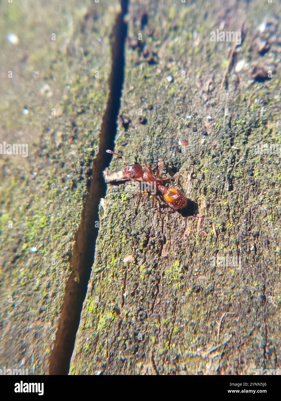 Acorn Ants and Allies (Temnothorax) Stock Photo