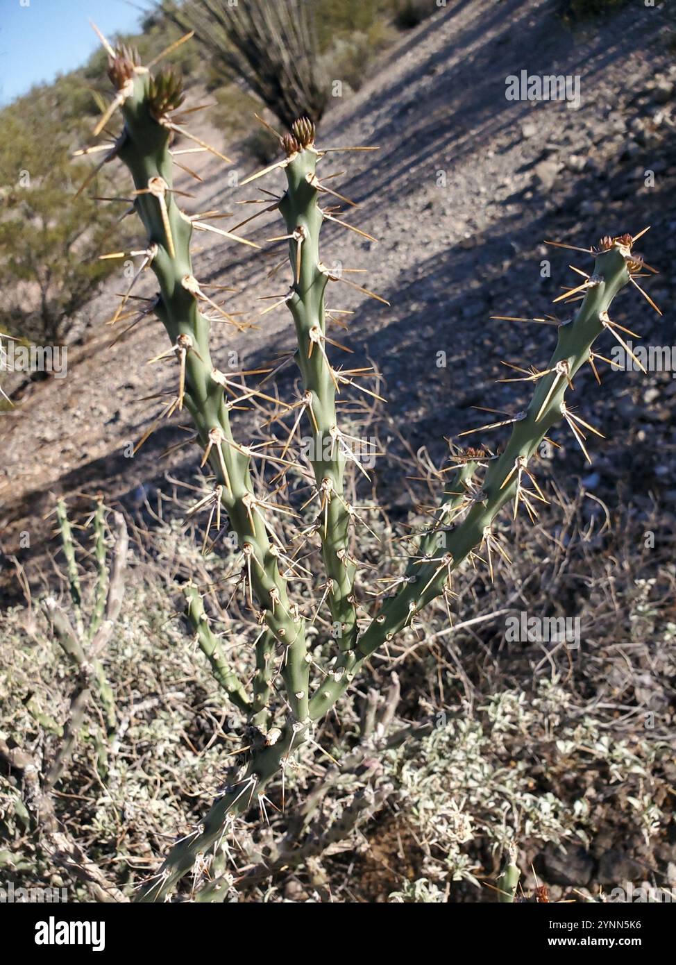 Arizona Pencil Cholla (Cylindropuntia arbuscula)