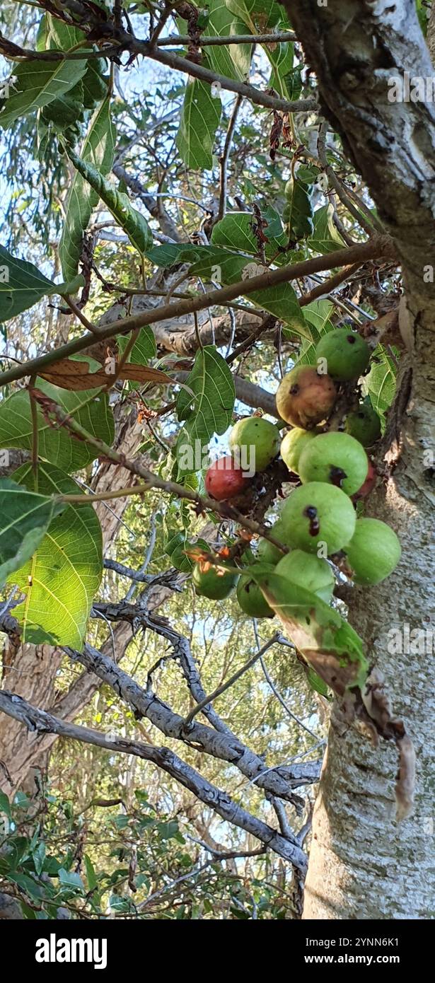 Cluster Fig (Ficus racemosa Stock Photo - Alamy