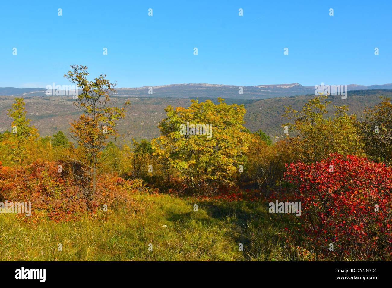 Colorful meadow in autumn with manna ash (Fraxinus ornus) tree and red ...