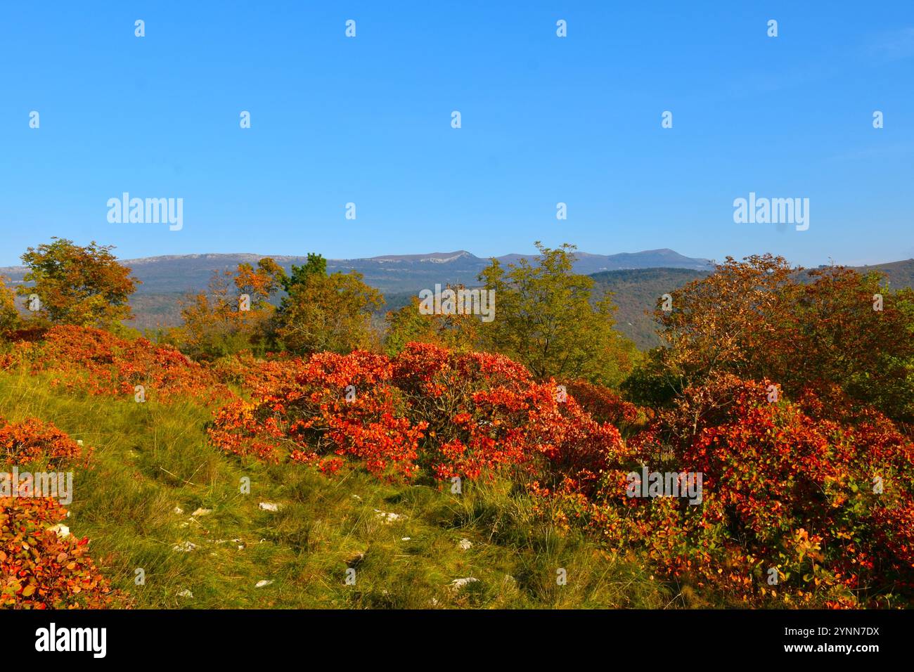 Mediterranean vegetation with red smoke tree (Cotinus coggygria) bushes ...