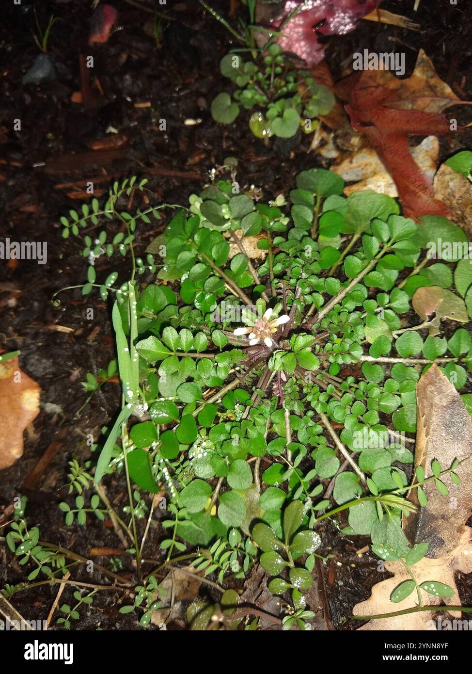 hairy bittercress (Cardamine hirsuta Stock Photo - Alamy