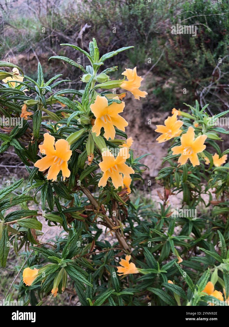 southern bush monkeyflower (Diplacus longiflorus Stock Photo - Alamy
