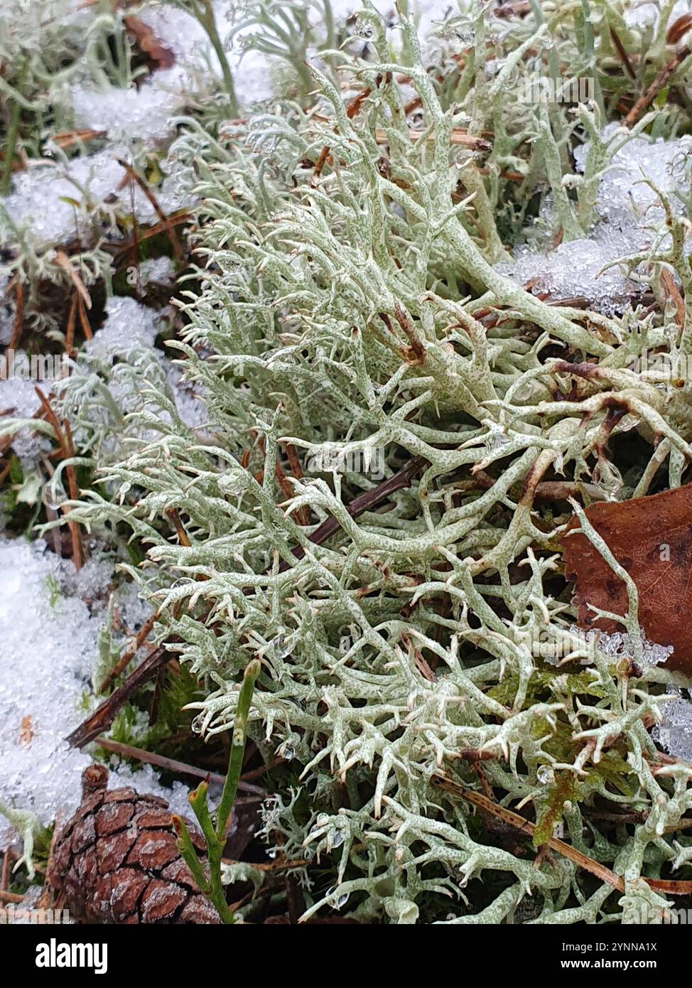 pixie cup and reindeer lichens (Cladonia Stock Photo Alamy