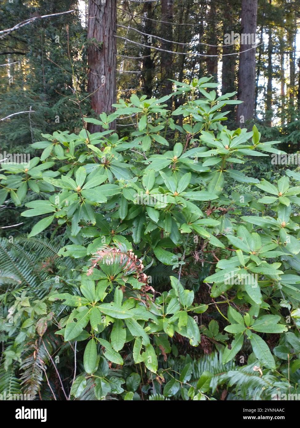 Pacific rhododendron (Rhododendron macrophyllum Stock Photo - Alamy