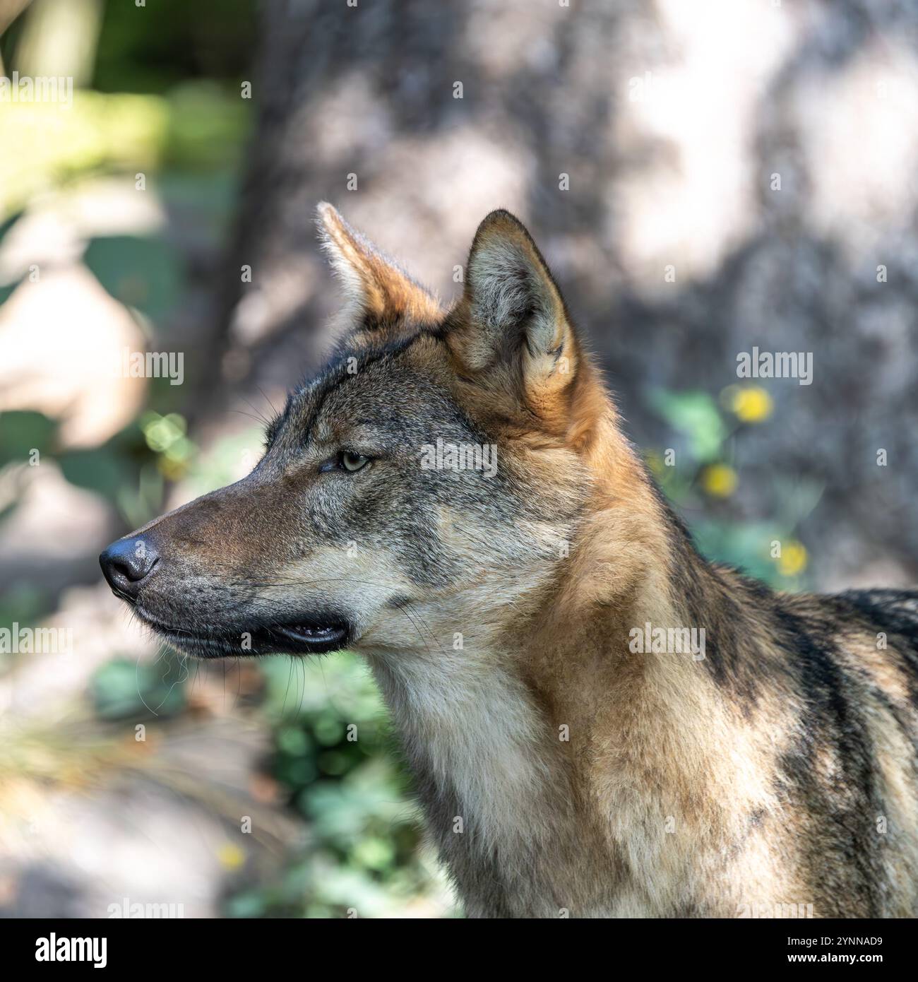 The wolf, Canis lupus, also known as the grey wolf or timber wolf is a ...