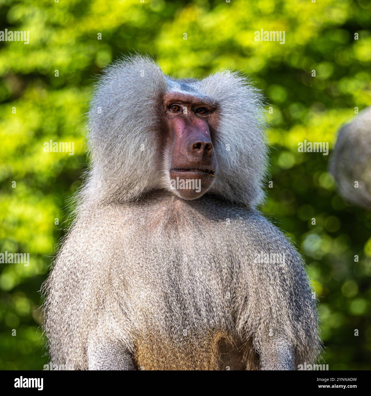 The Hamadryas Baboon Papio Hamadryas Is A Species Of Baboon Being the-hamadryas-baboon-papio-hamadryas-is-a-species-of-baboon-being