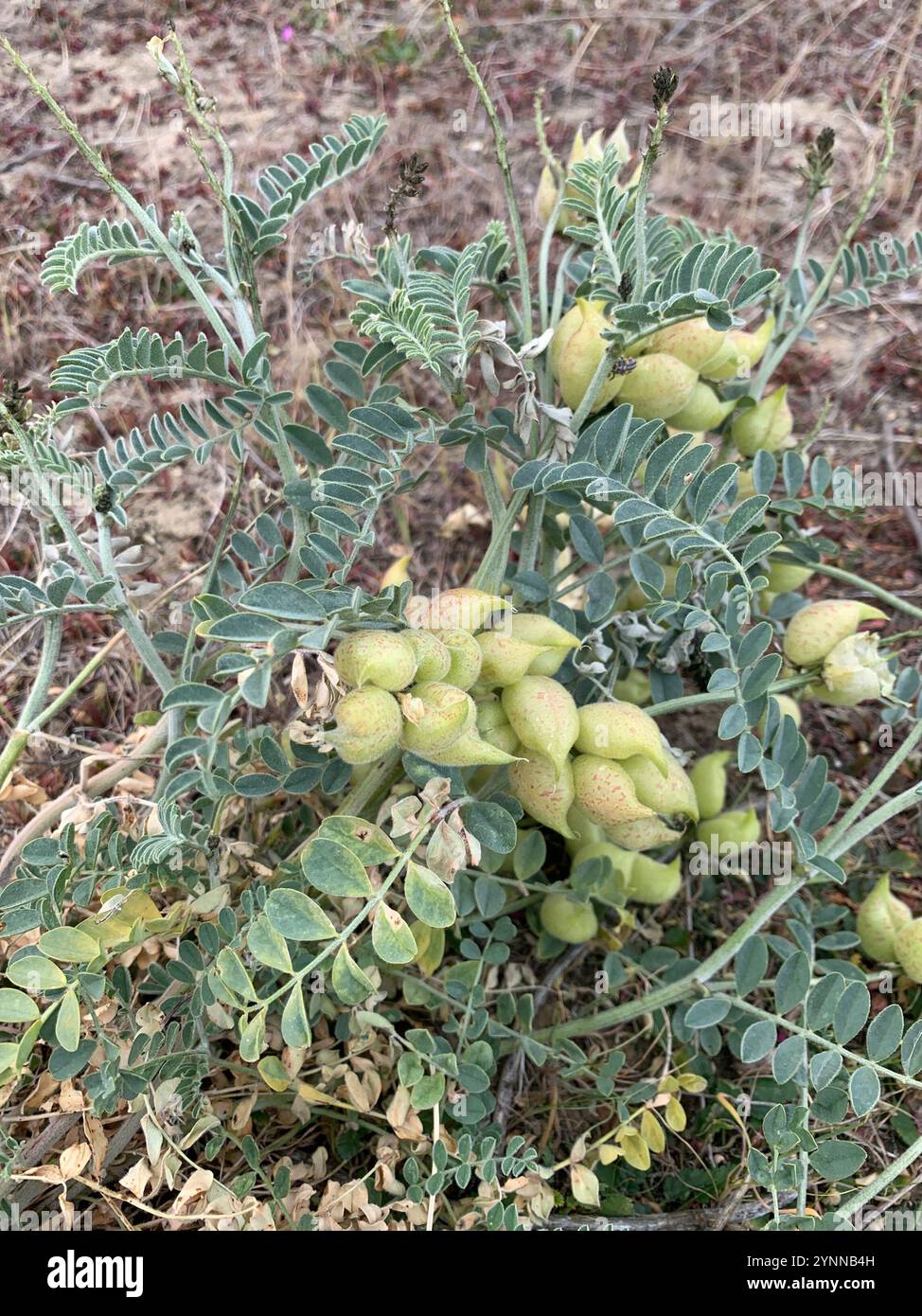 Freckled milkvetch hi-res stock photography and images - Alamy