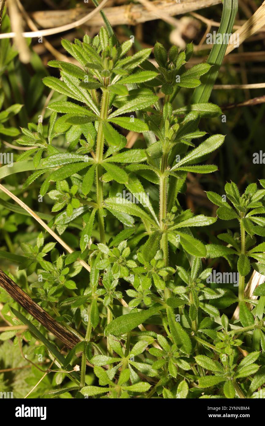 catchweed bedstraw (Galium aparine Stock Photo - Alamy