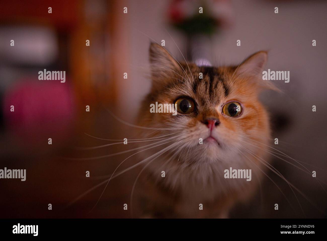 Cat looking camera sharp hi-res stock photography and images - Alamy