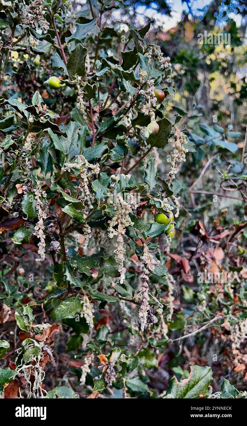Coast silk tassel (Garrya elliptica) Stock Photo
